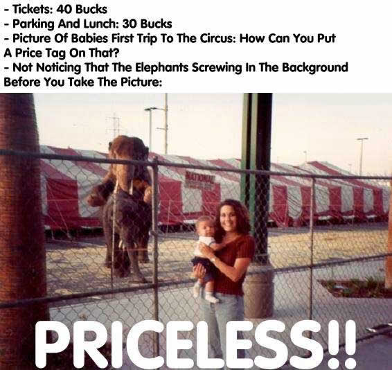 priceless - elephants sex 01 Elephants having sex
